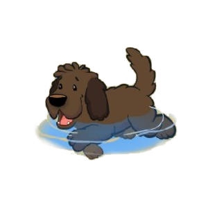 Mocha the Paddling Labradoodle